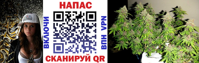Конопля план  Приволжский 